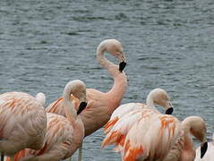 Chilean Flamingo