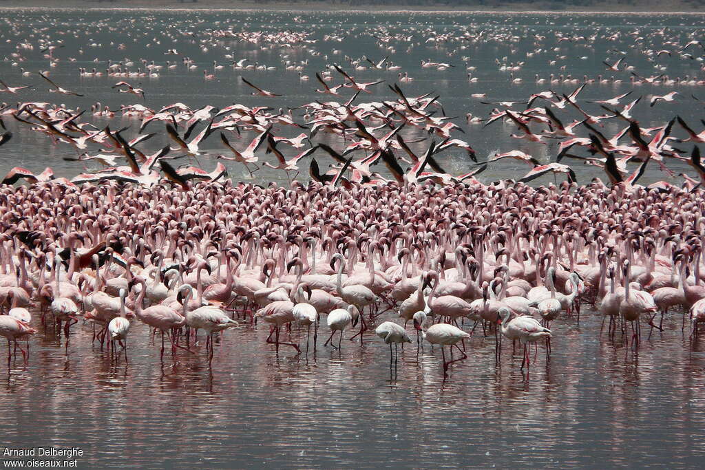 Lesser Flamingo, pigmentation, Behaviour