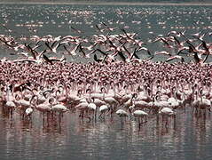 Lesser Flamingo