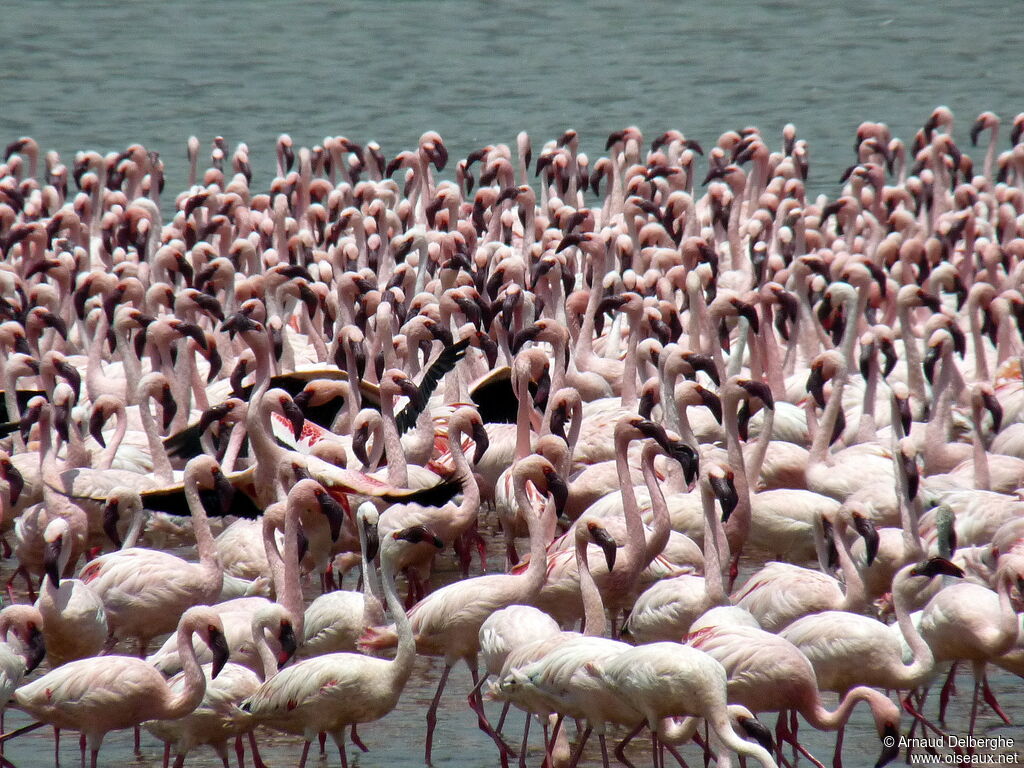 Lesser Flamingo