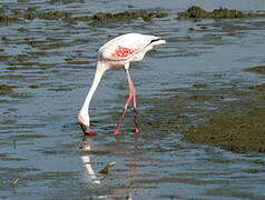 Lesser Flamingo