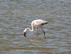 Lesser Flamingo