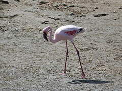 Lesser Flamingo