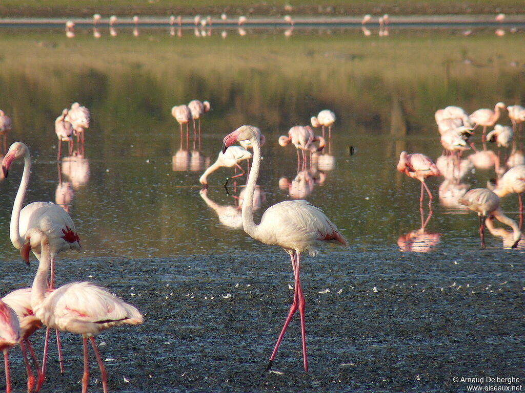 Greater Flamingo