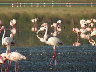 Flamant rose