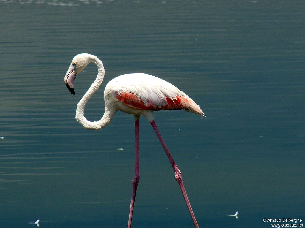 Flamant rose