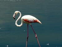 Flamant rose