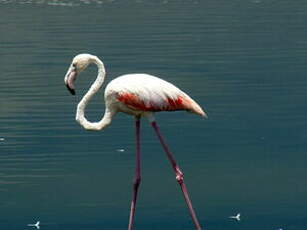 Flamant rose