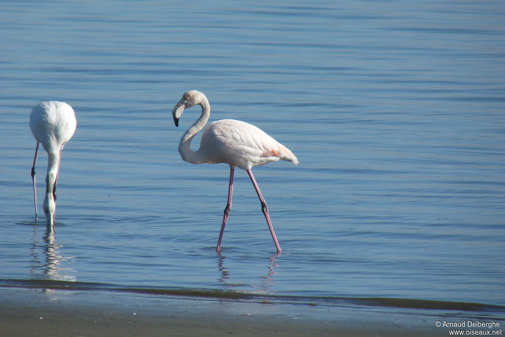 Greater Flamingo