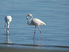 Flamant rose