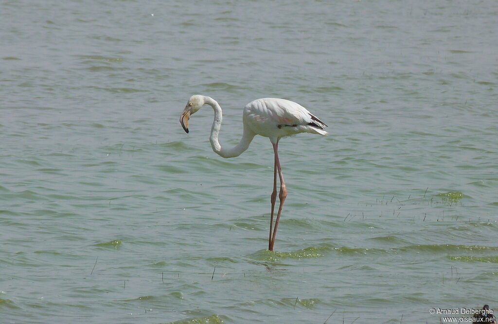 Greater Flamingo