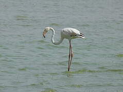 Flamant rose