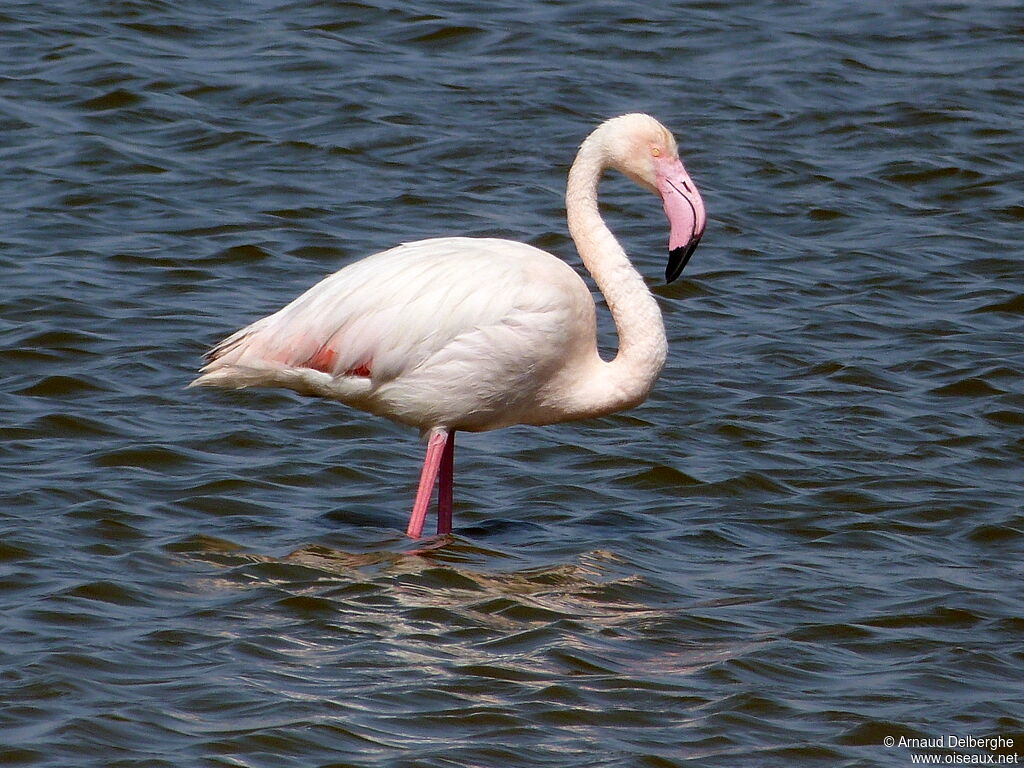 Flamant rose