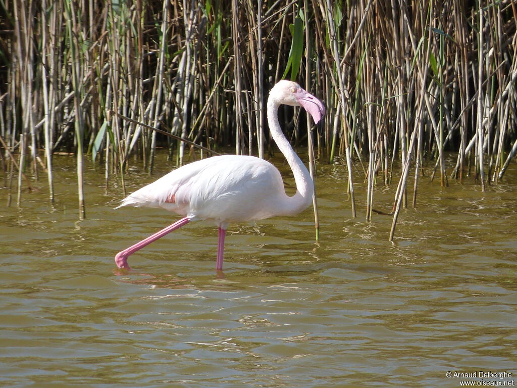 Greater Flamingo