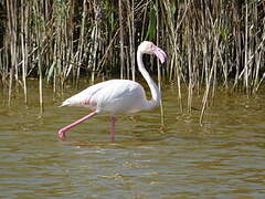 Flamant rose