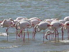 Greater Flamingo