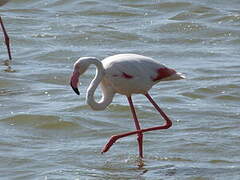 Flamant rose