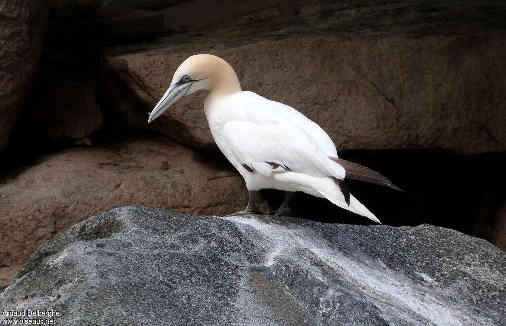 Northern Gannet