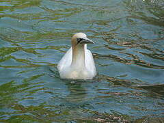 Northern Gannet