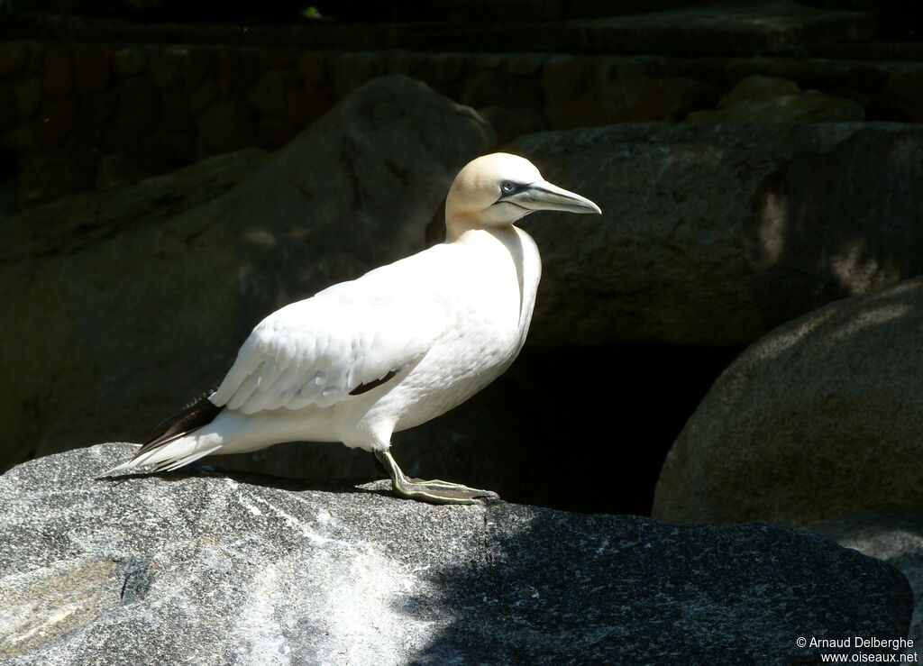 Fou de Bassan