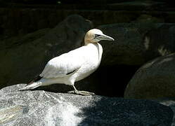 Northern Gannet