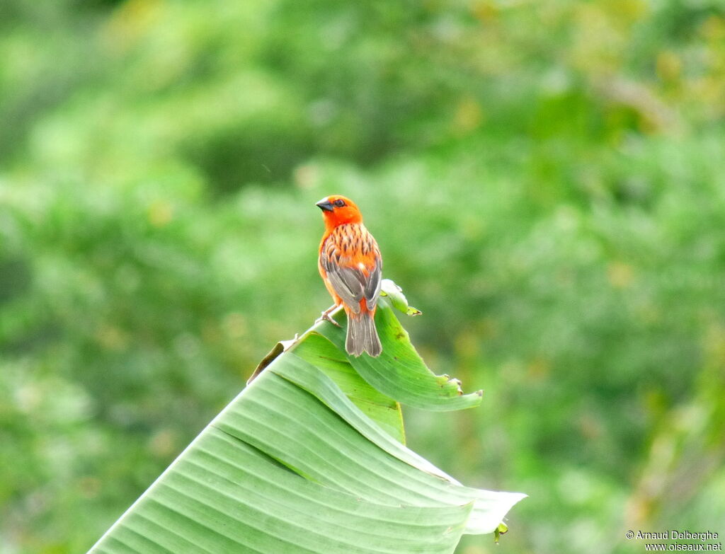 Foudi rouge