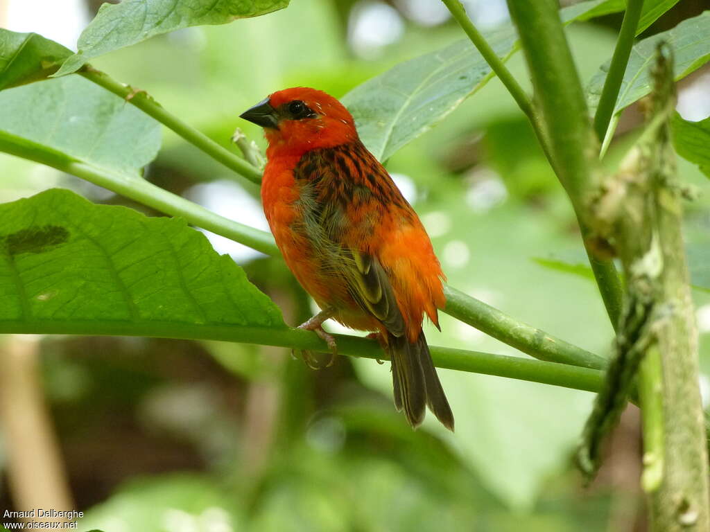 Foudi rouge, identification