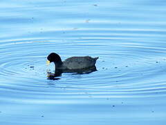 Andean Coot