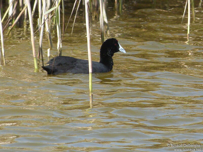 Red-knobbed Coot