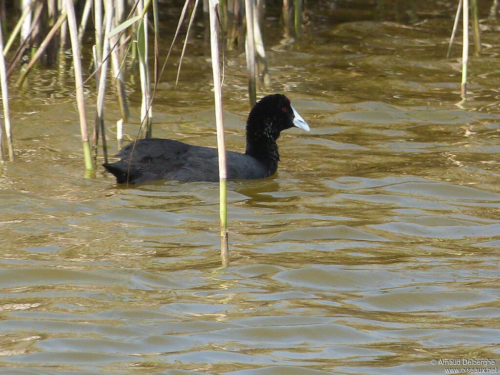 Foulque caronculée