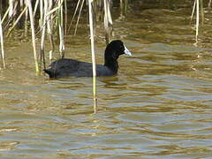 Red-knobbed Coot