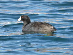 American Coot