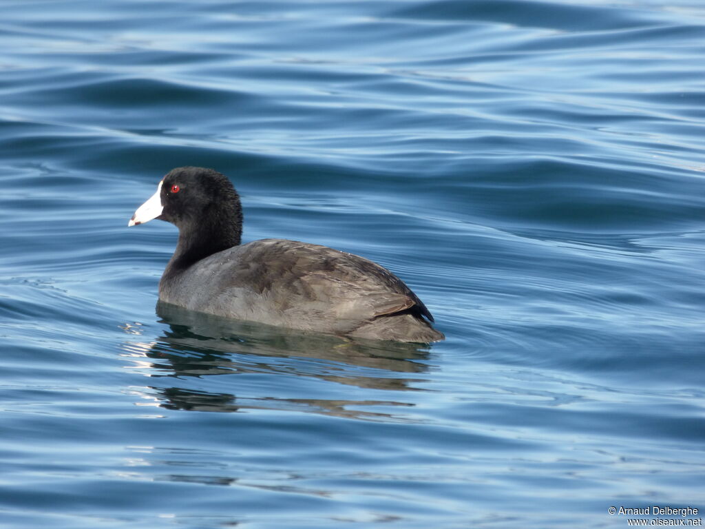 American Coot