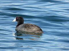 American Coot