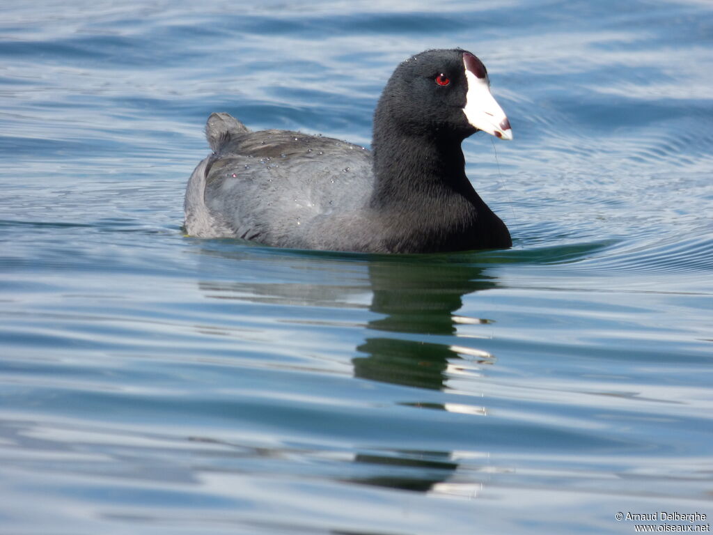 American Coot