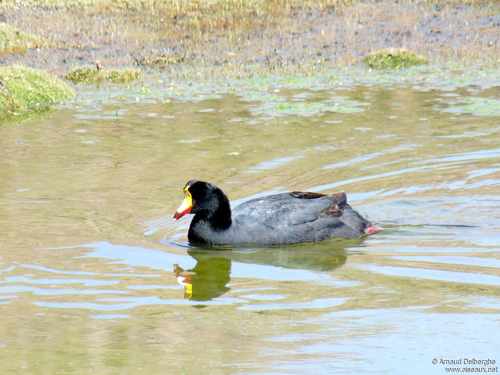 Giant Coot