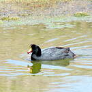 Foulque géante