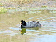 Giant Coot