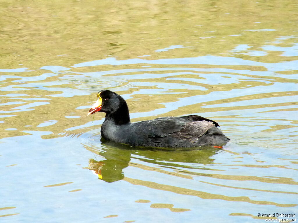 Foulque géante