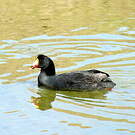 Foulque géante