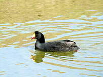 Foulque géante