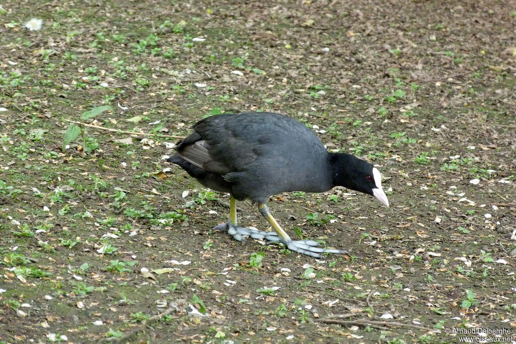 Eurasian Coot