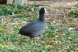 Eurasian Coot