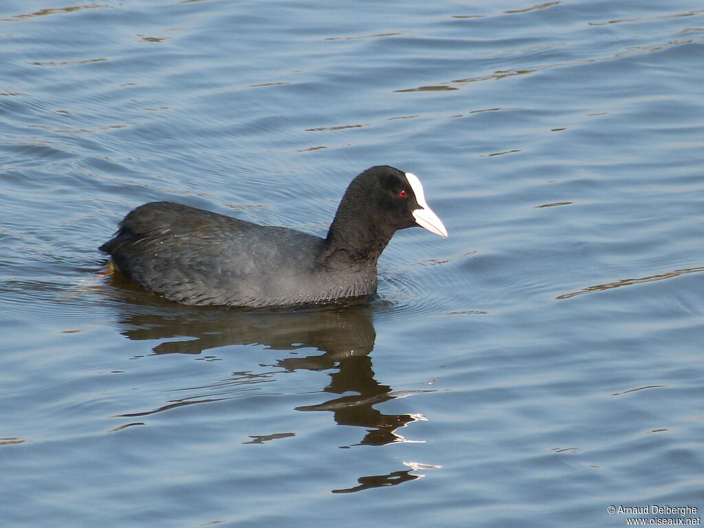 Eurasian Coot