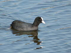 Eurasian Coot