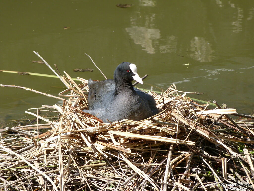 Eurasian Coot