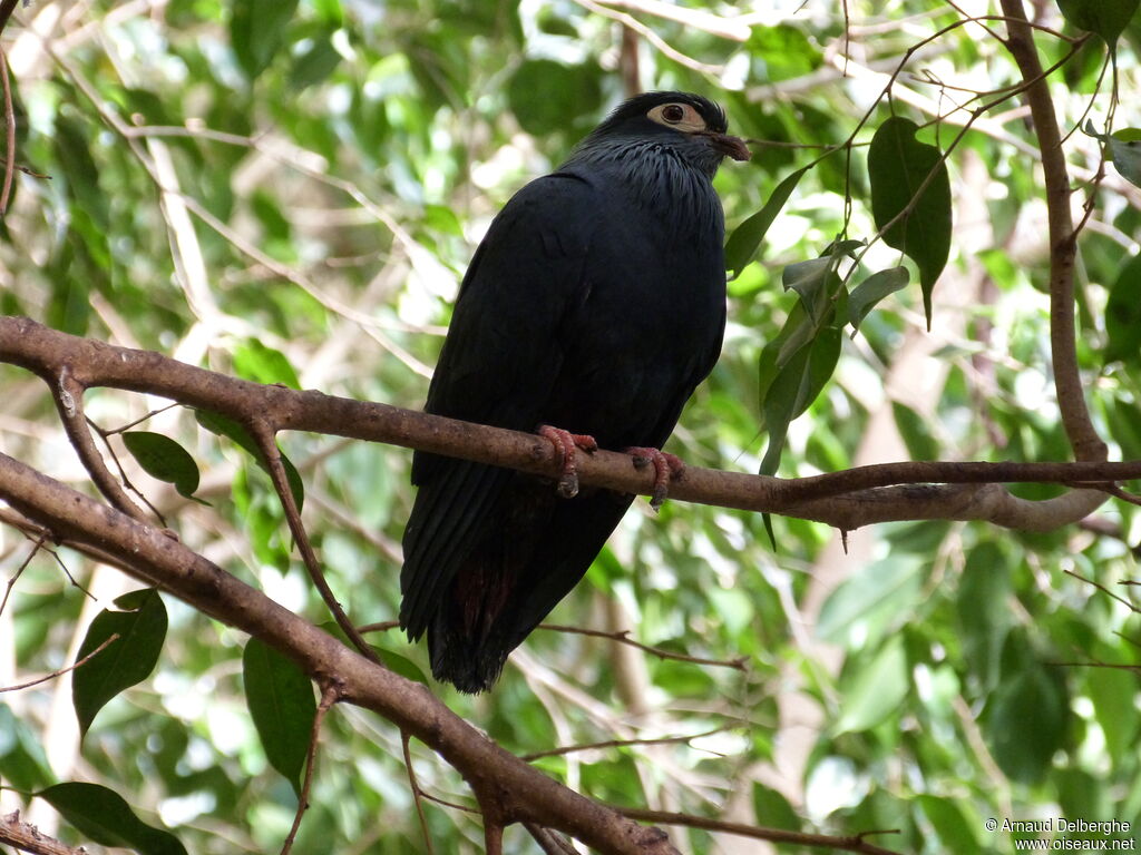 Madagascan Blue Pigeon