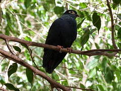 Madagascar Blue Pigeon