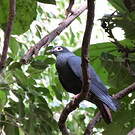 Founingo bleu