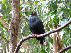 Madagascar Blue Pigeon